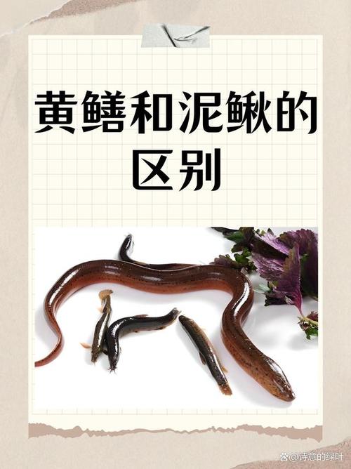 黄鳝泥鳅养殖视频技术要点有哪些？-图2