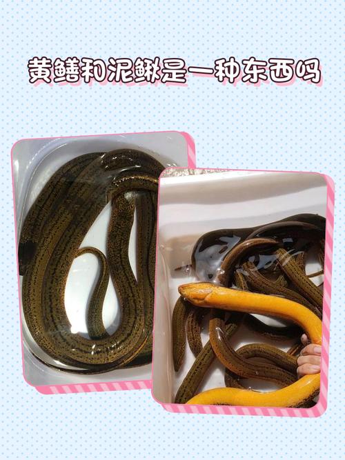 黄鳝泥鳅养殖视频技术要点有哪些？-图3