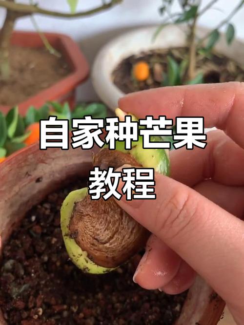 芒果种植技术视频，如何高效掌握关键要点？-图1