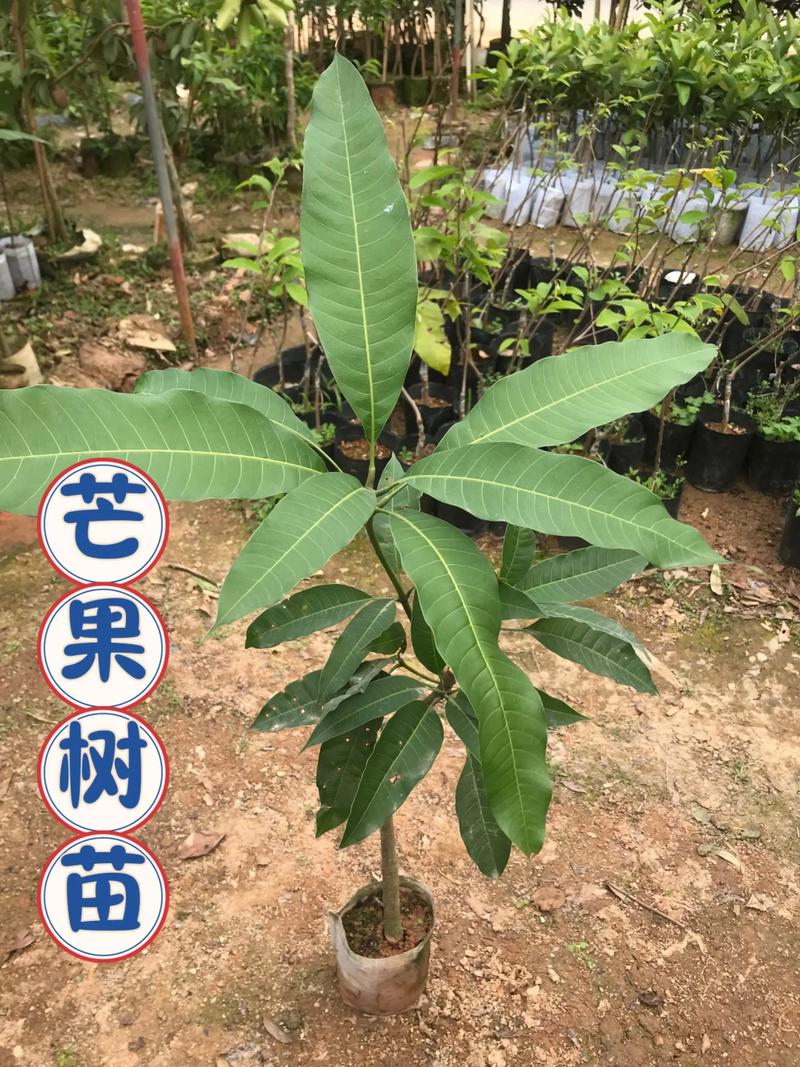 芒果种植技术视频，如何高效掌握关键要点？-图2