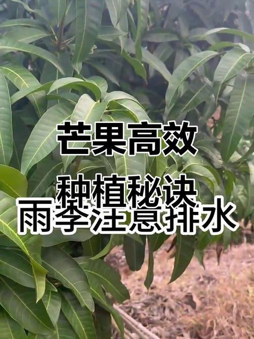 芒果种植技术视频，如何高效掌握关键要点？-图3