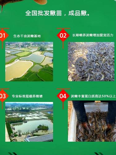 人工台湾泥鳅养殖技术有哪些关键要点？-图1