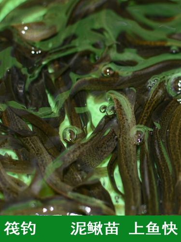 人工台湾泥鳅养殖技术有哪些关键要点？-图2