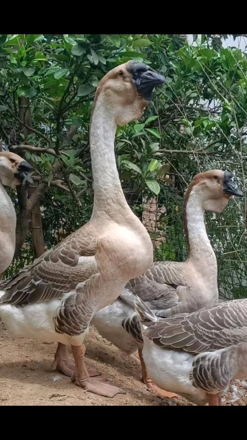 鹅品种有哪些？附图片详解。-图3