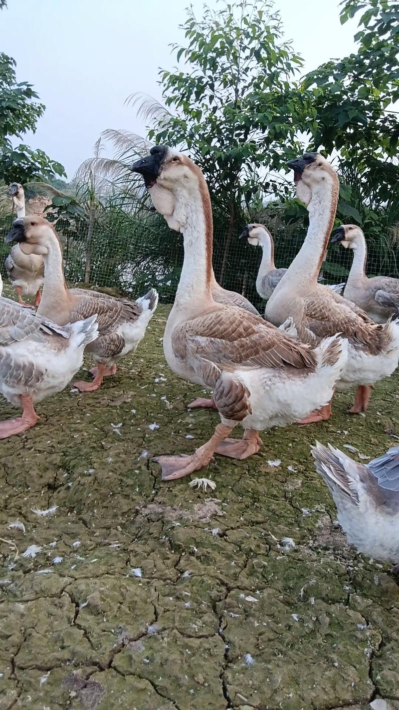 鹅品种有哪些？附图片详解。-图2