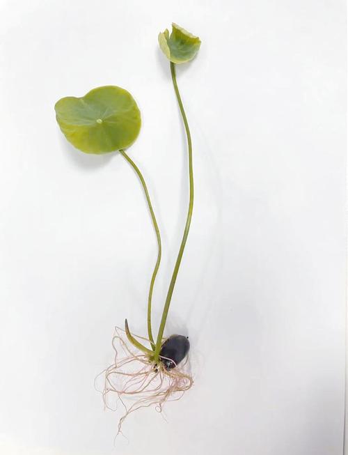 新鲜莲子怎样种植技术-图1