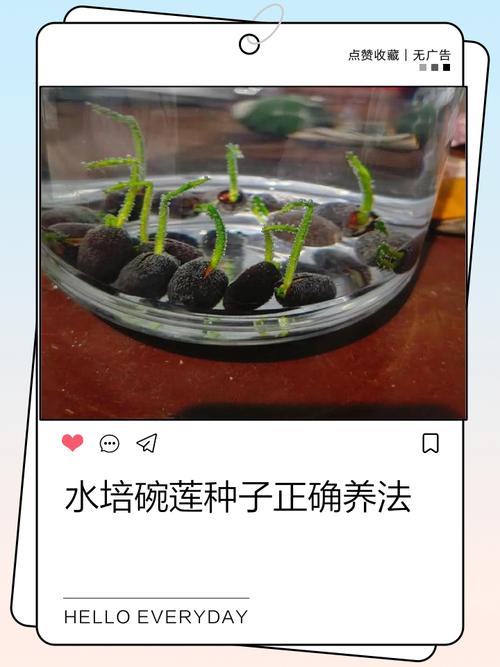 新鲜莲子怎样种植技术-图3