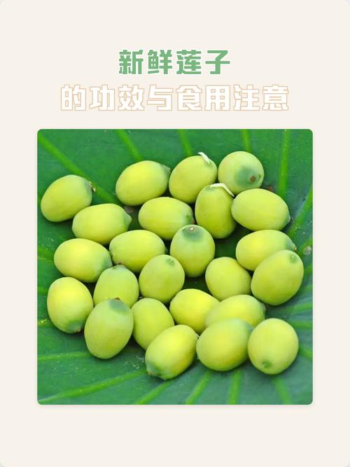 新鲜莲子怎样种植技术-图2