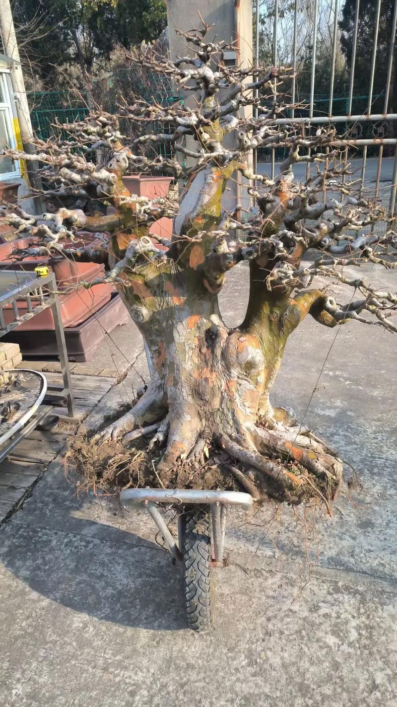 小叶榔榆盆景怎么种才好看？-图1