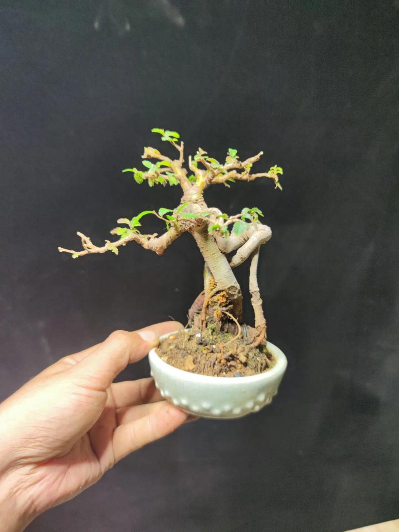 小叶榔榆盆景怎么种才好看？-图3