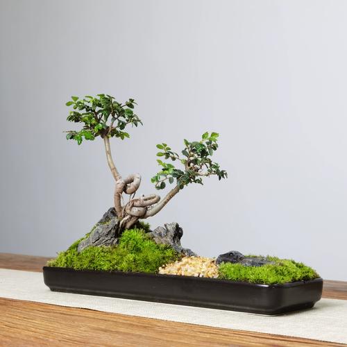 小叶榔榆盆景怎么种才好看？-图2