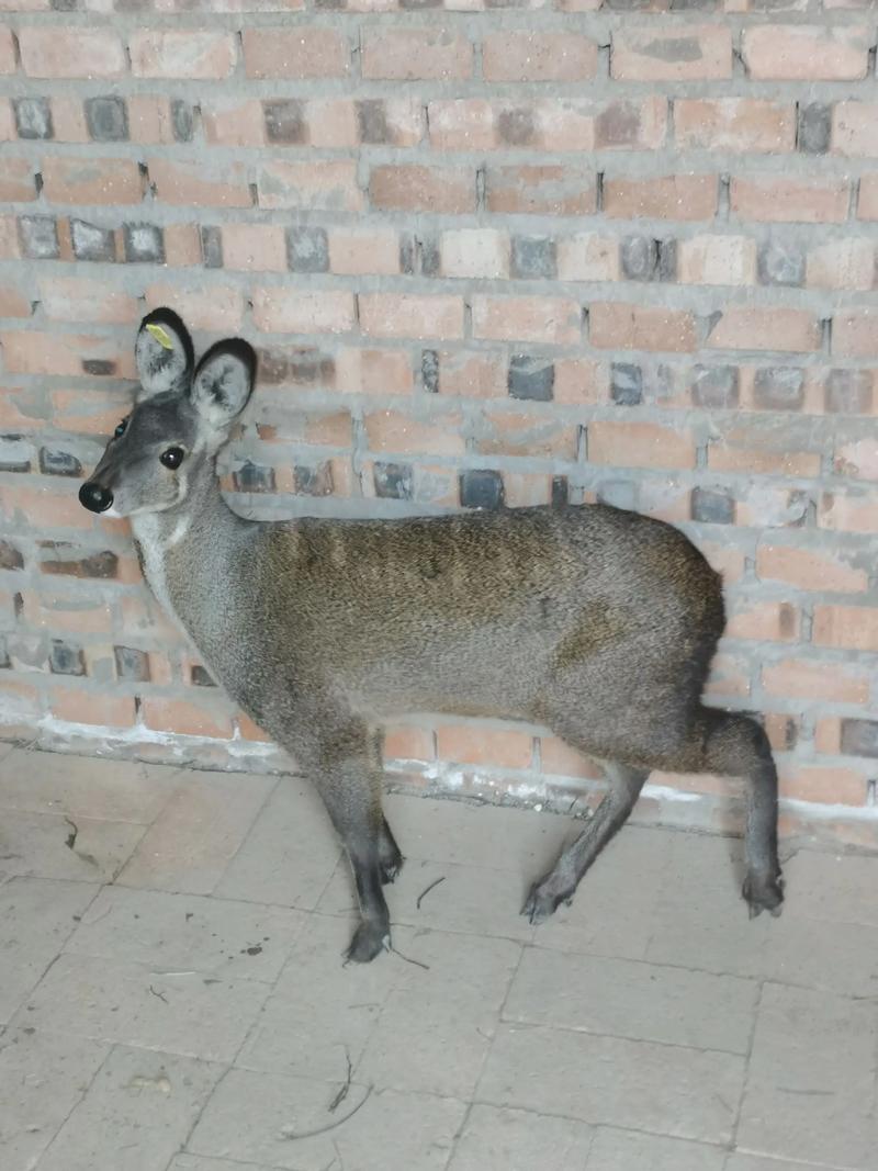 养殖麝香技术有哪些关键要点？-图1