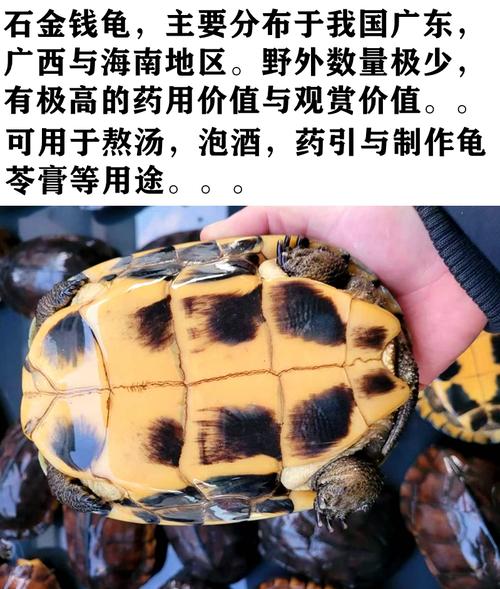 2025年石钱龟苗价格会涨还是跌？-图2
