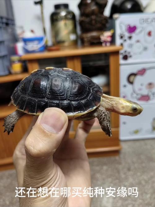 2025年石钱龟苗价格会涨还是跌？-图3