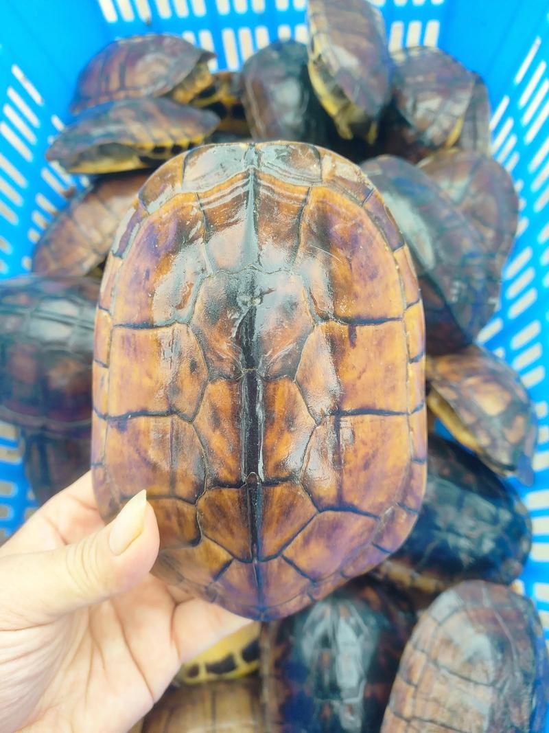 2025年石钱龟苗价格会涨还是跌？-图1