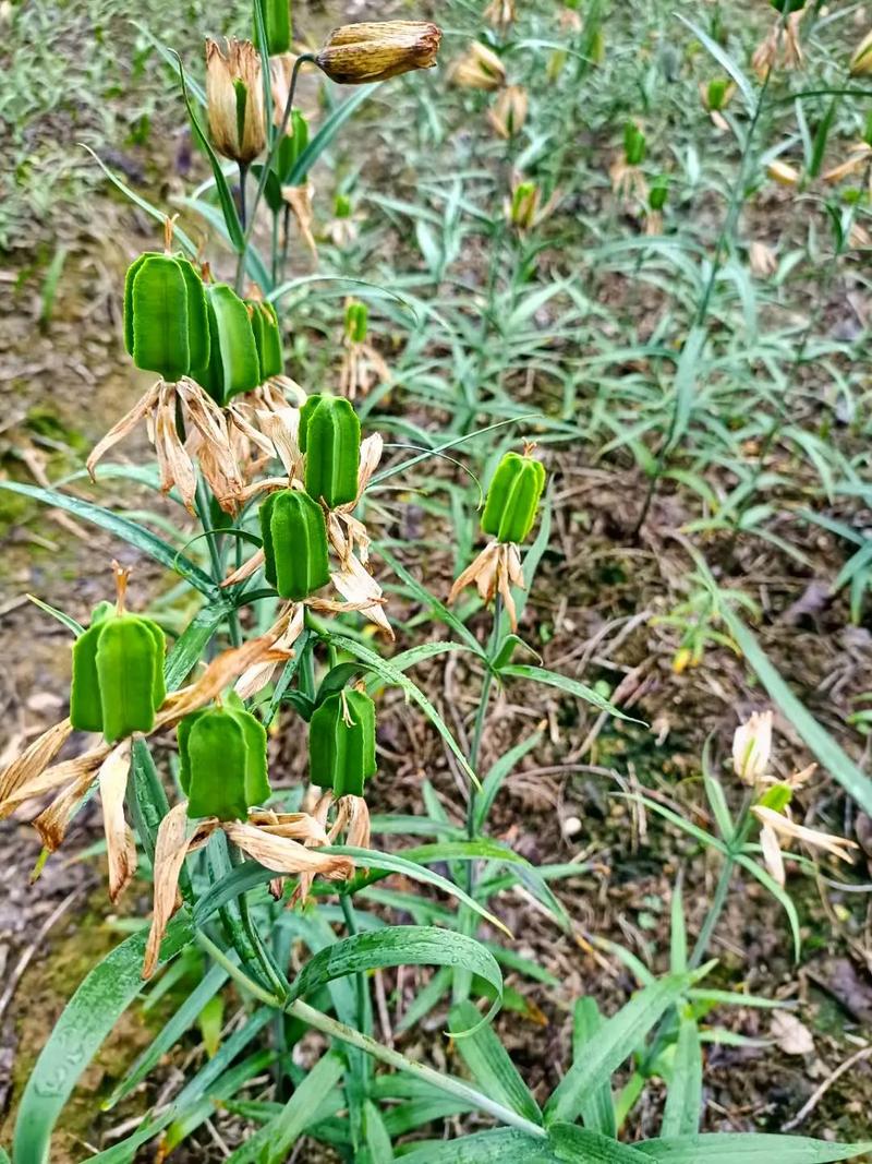 贝母种植技术怎么下载？-图1