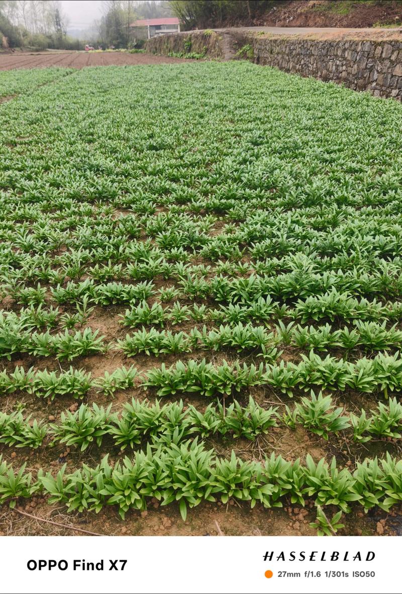 贝母种植技术怎么下载？-图2