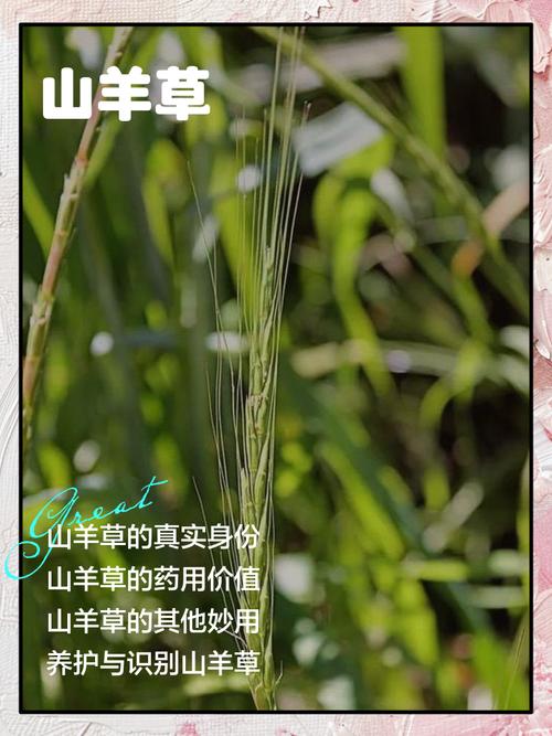 高产羊饲草品种有哪些？-图2