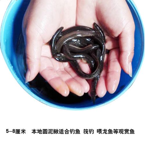 台湾泥鳅养殖技术有哪些要点？-图2