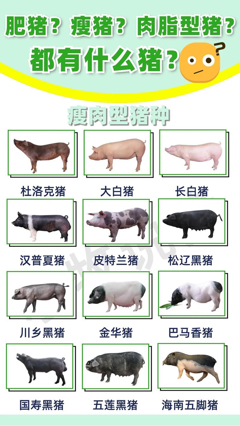 当前养猪品种哪个效益最佳？-图1