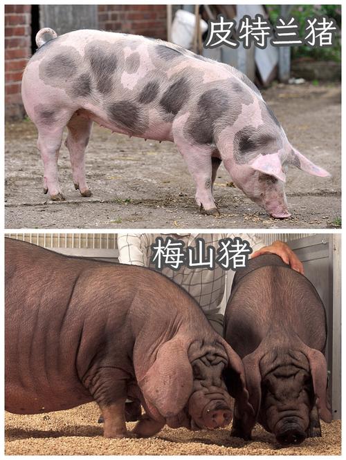 当前养猪品种哪个效益最佳？-图2