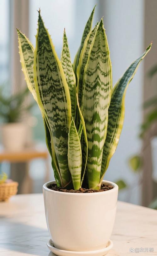 哪种虎皮兰品种颜值最高？-图2