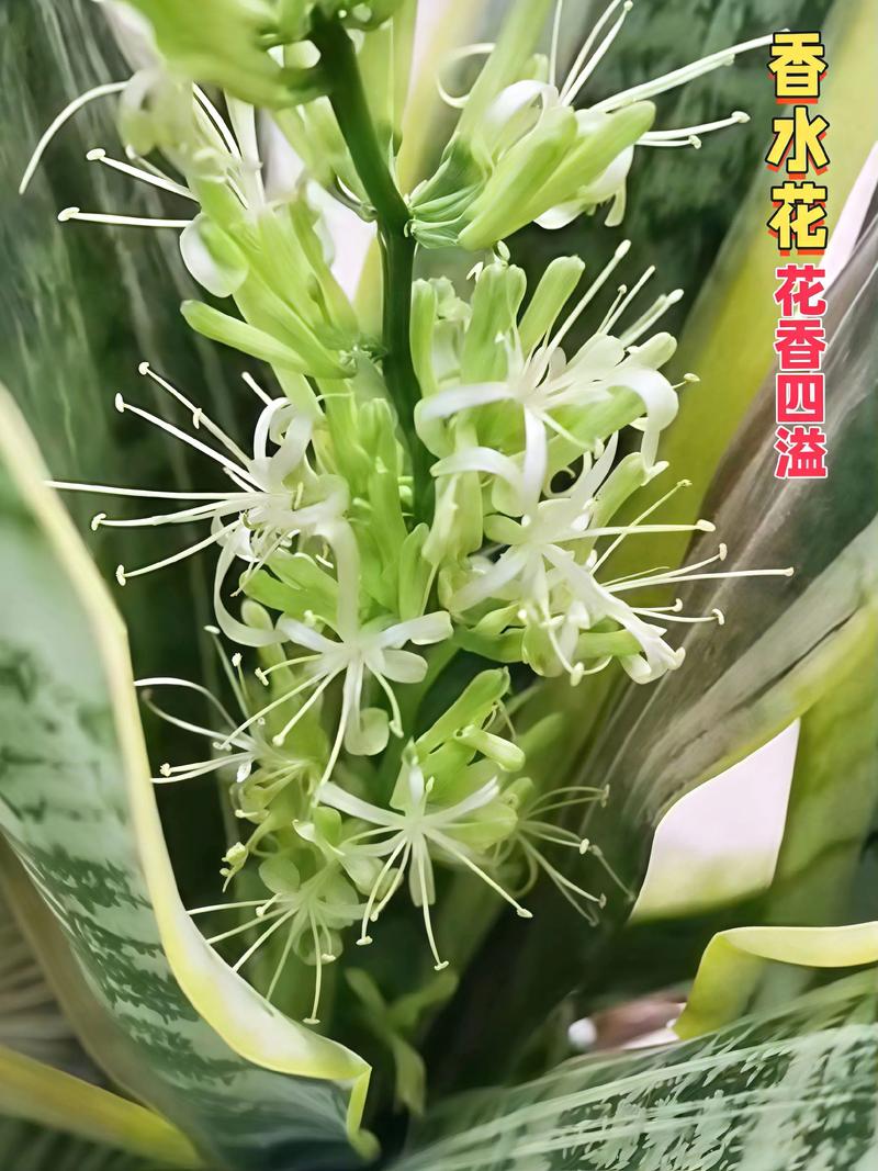 哪种虎皮兰品种颜值最高？-图1