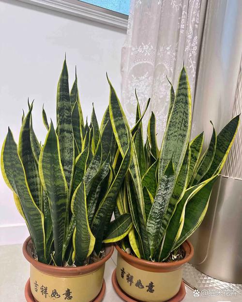 哪种虎皮兰品种颜值最高？-图3