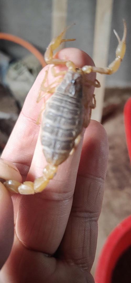 中国蝎子有哪些常见品种？-图1