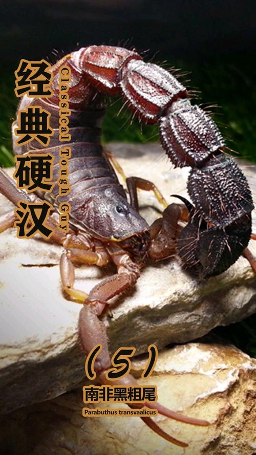 中国蝎子有哪些常见品种？-图2