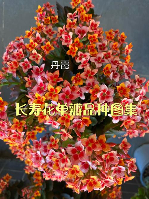 单瓣长寿花品种究竟有多少？-图1