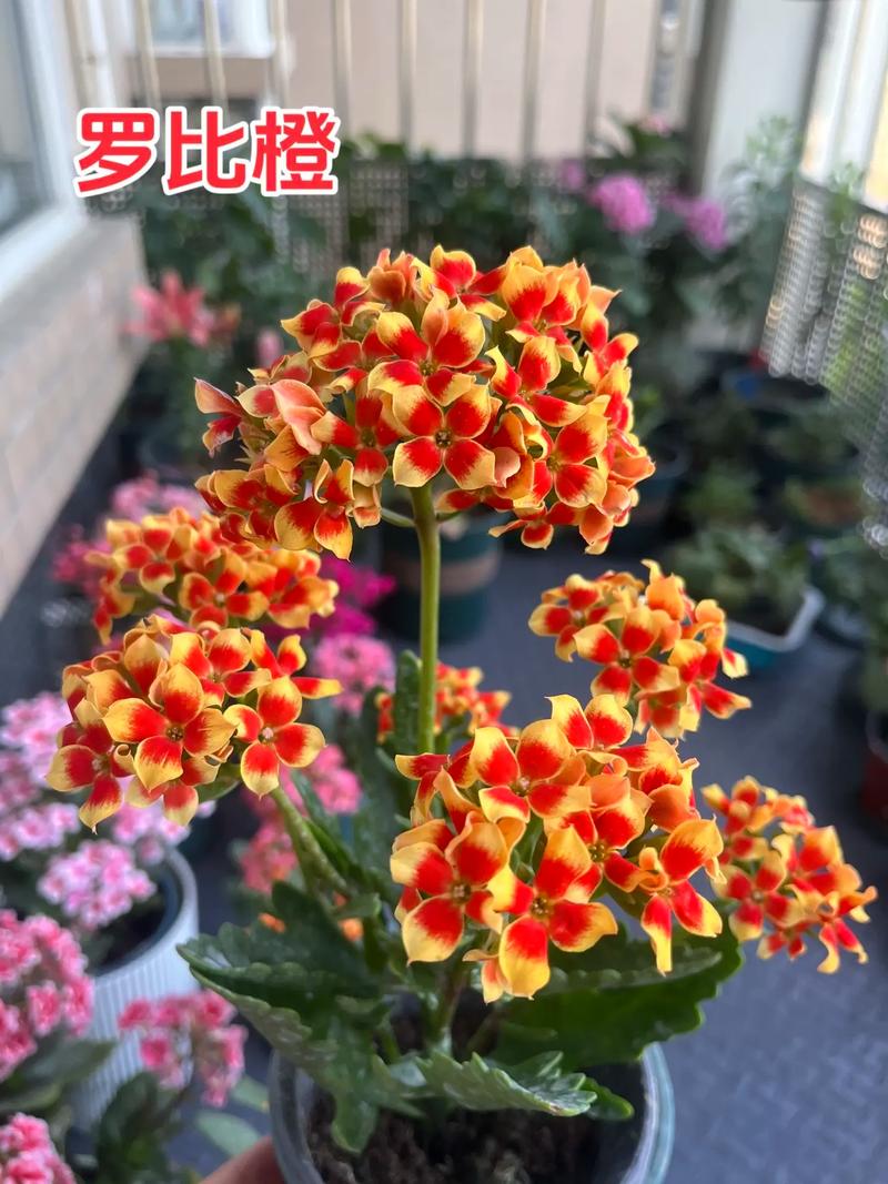 单瓣长寿花品种究竟有多少？-图2