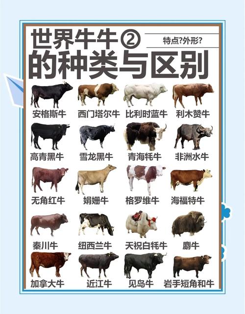 牛的品种有哪些？图片大全看这里。-图2
