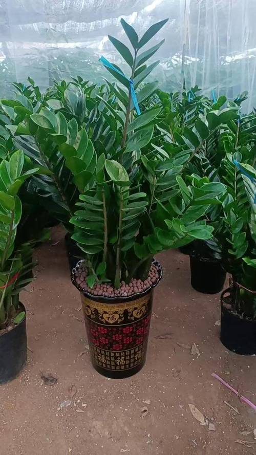 金钱树有哪些常见品种？-图1