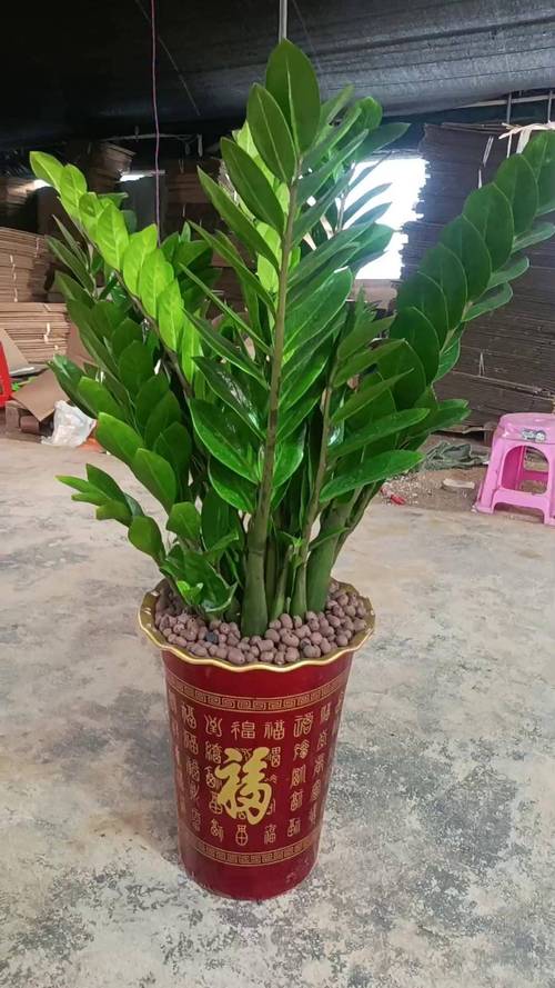 金钱树有哪些常见品种？-图2