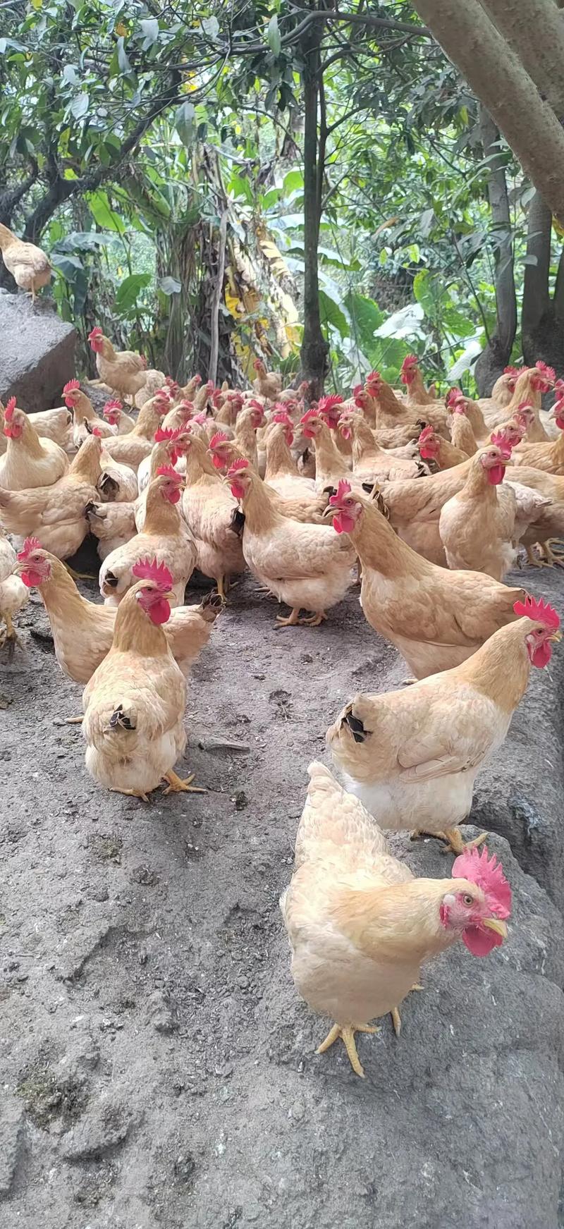 土鸡什么品种好卖又赚钱？-图1