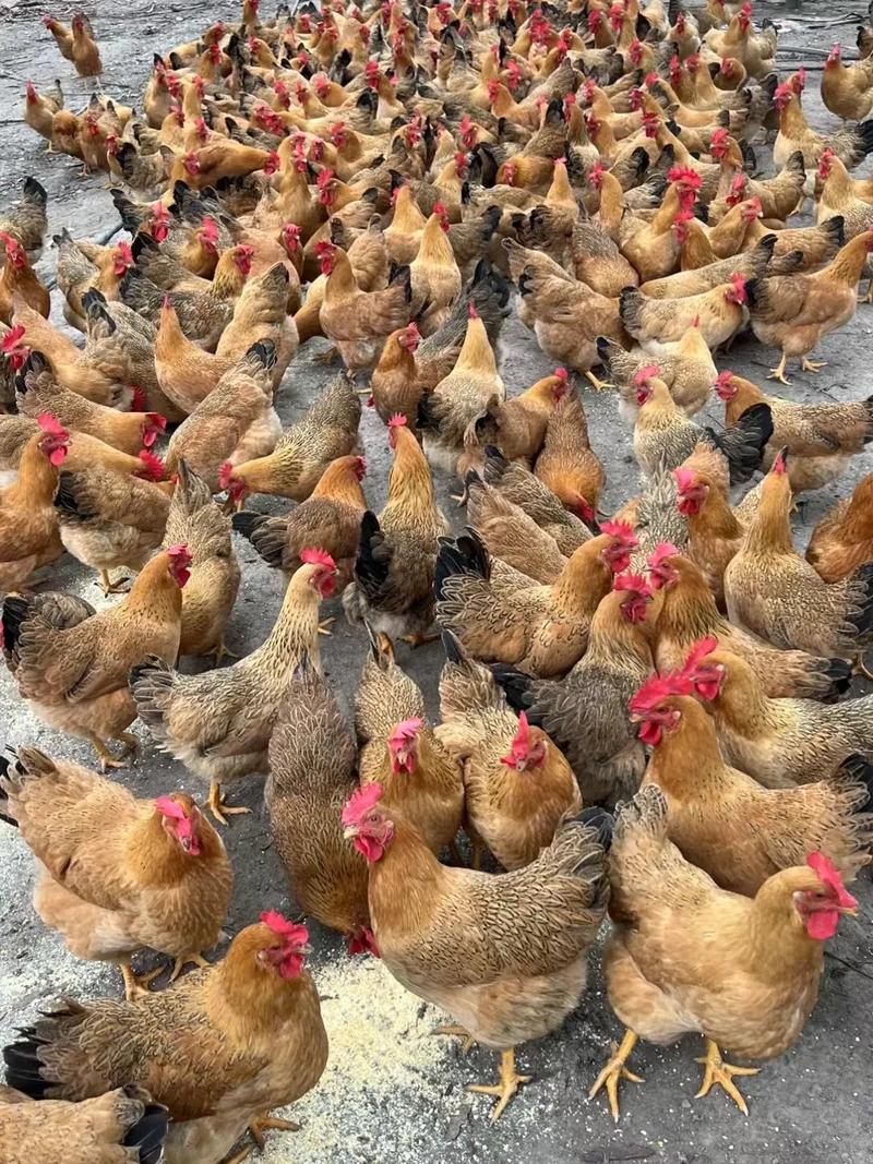 土鸡什么品种好卖又赚钱？-图2