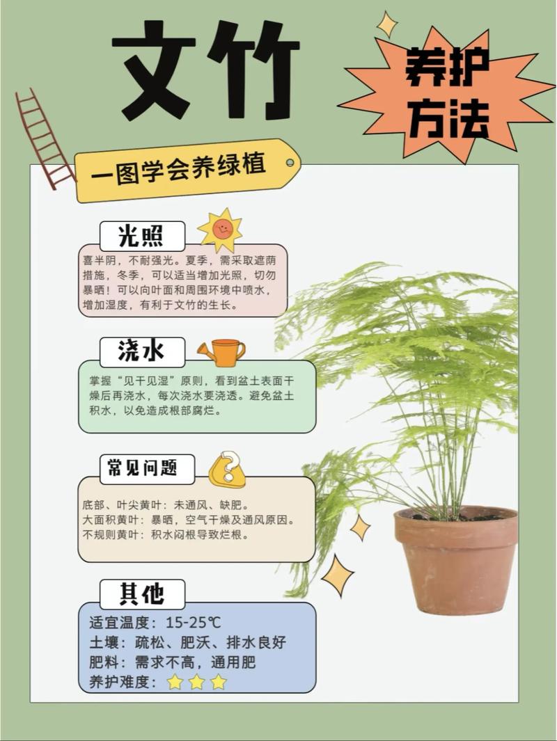 文竹栽培管理有哪些关键技术？-图1