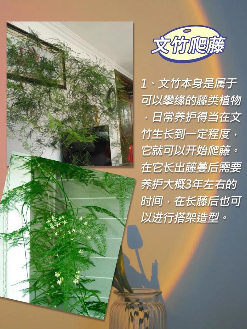 文竹栽培管理有哪些关键技术？-图2