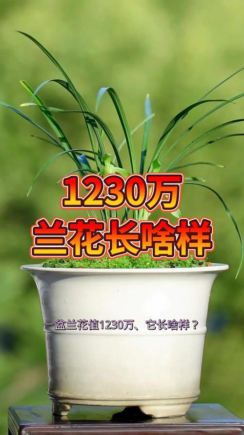 各地名贵兰花品种有哪些？-图3