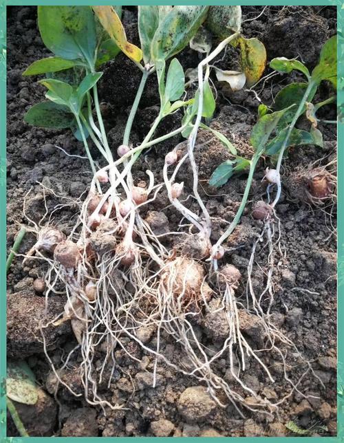 2025年半夏价格会涨还是跌？-图1