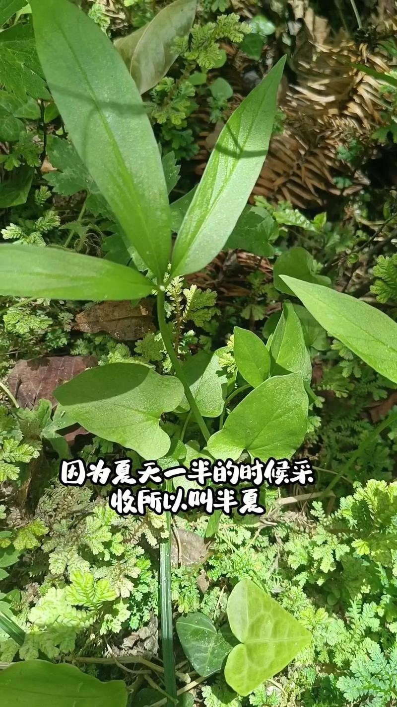 2025年半夏价格会涨还是跌？-图2