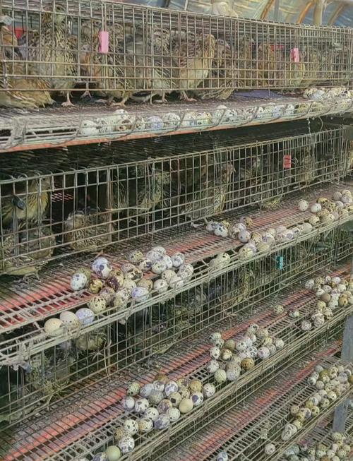 鹌鹑鸟品种养殖如何选？-图1