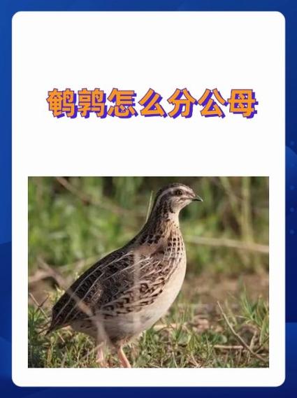 鹌鹑鸟品种养殖如何选？-图2