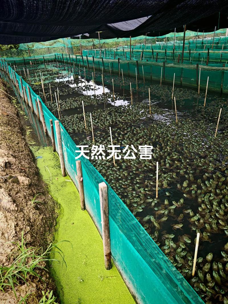 养殖青蛙技术成熟了吗？-图1