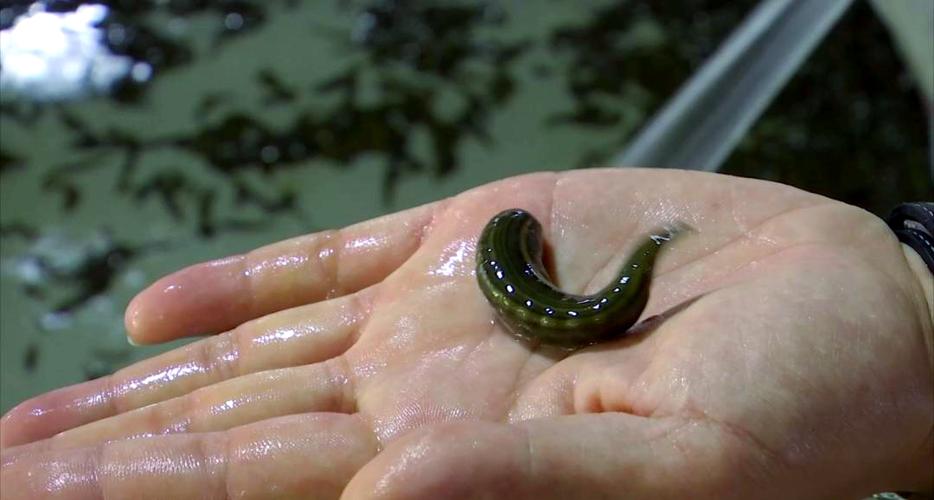 蚂蟥养殖视频怎么学才实用？-图3