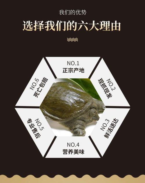 什么甲鱼品种价格最贵？-图1