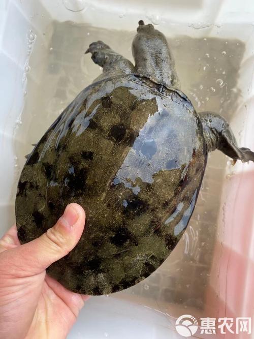 什么甲鱼品种价格最贵？-图2