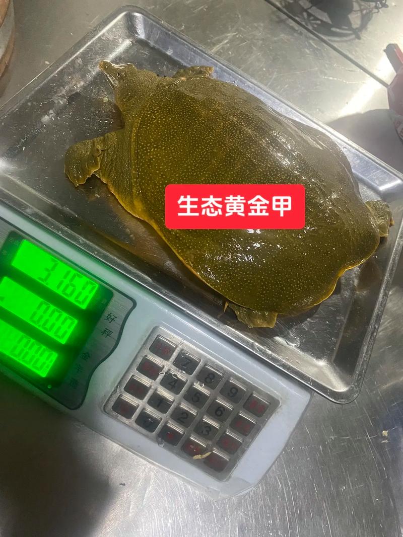 什么甲鱼品种价格最贵？-图3