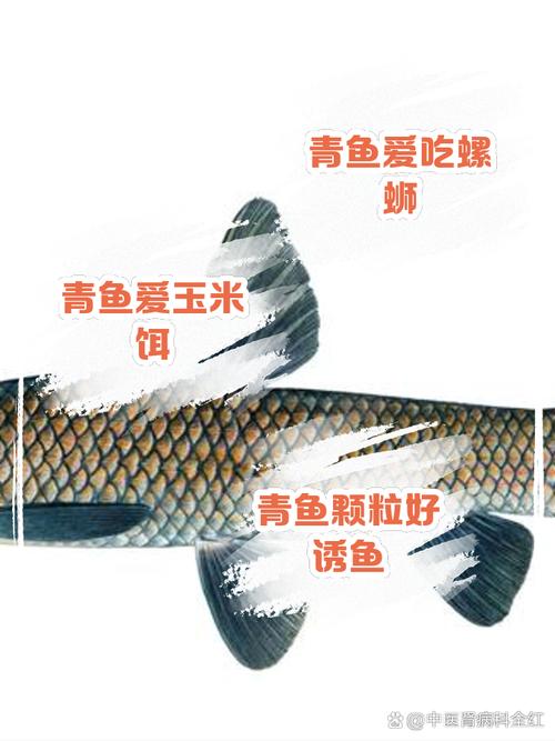 青鱼养殖技术有哪些关键要点？-图2